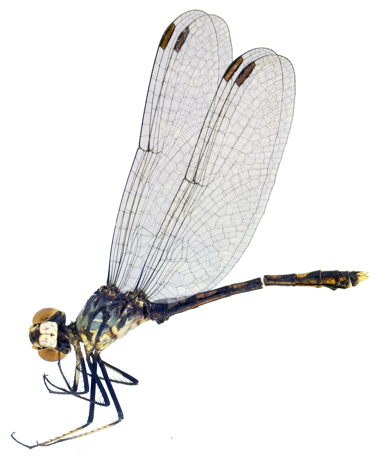 Figura 1 Micrathyria divergens