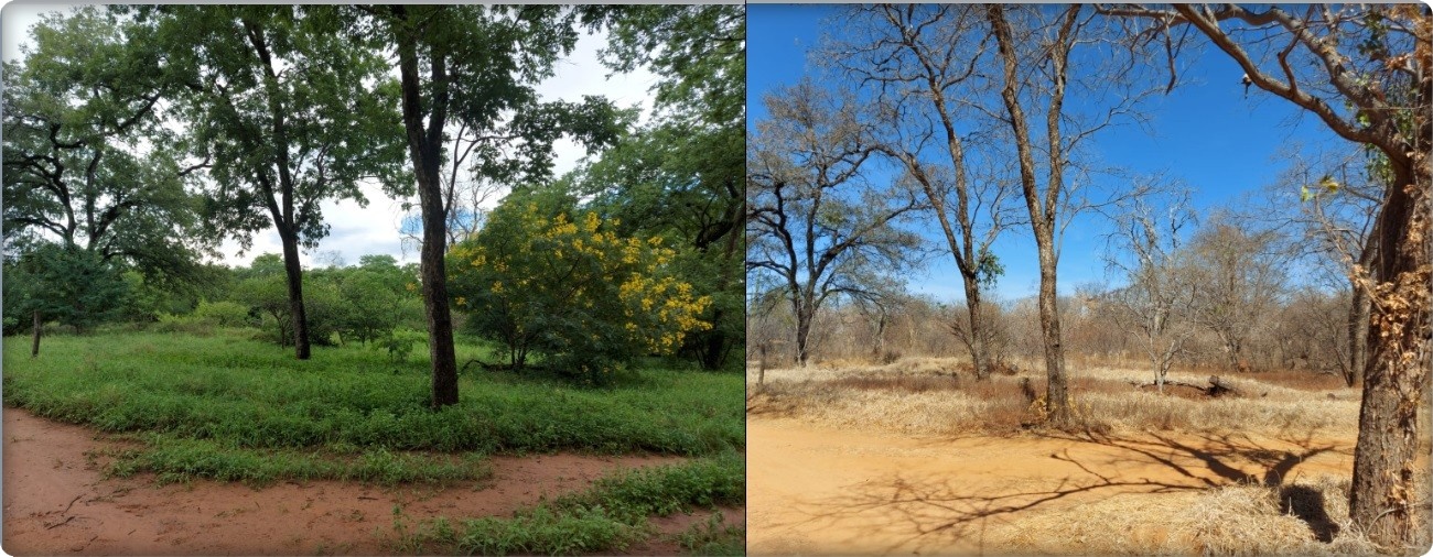 Comparação de áreas