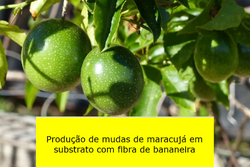 Produto Técnico Francisco